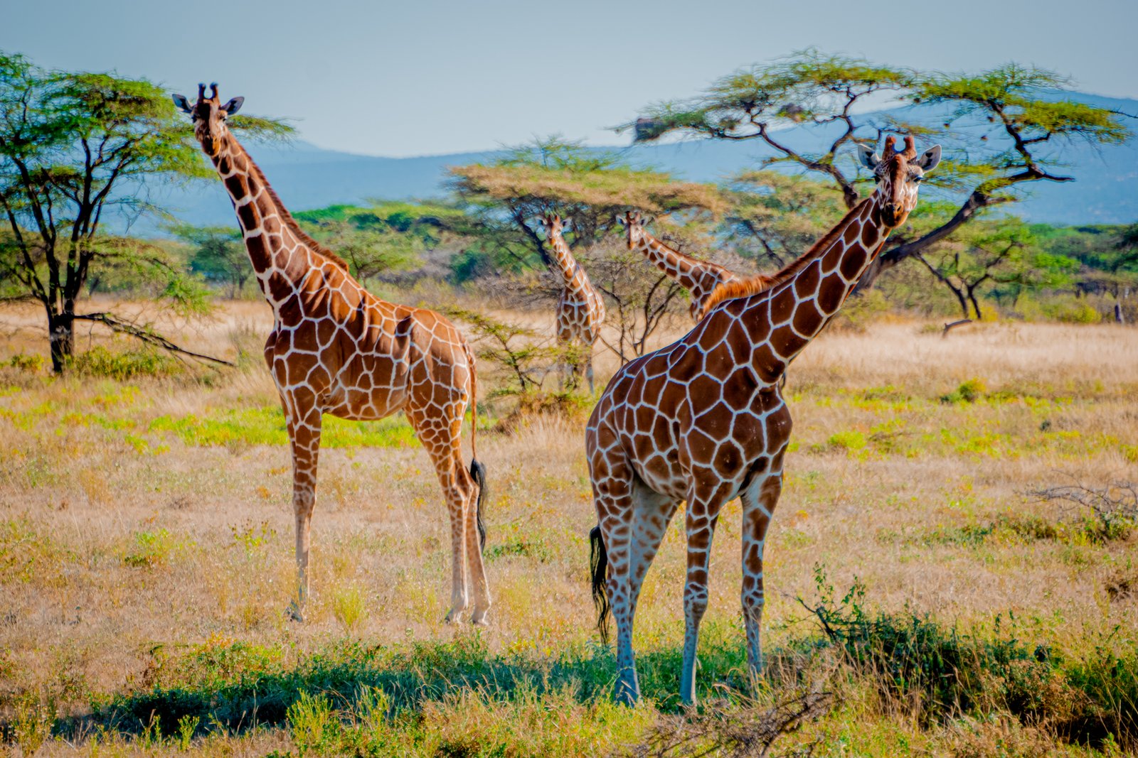 SAMBURU NATIONAL PARK 