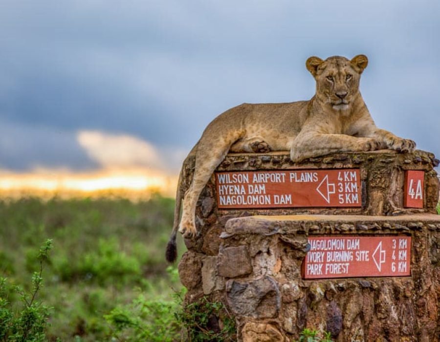 Nairobi national park 